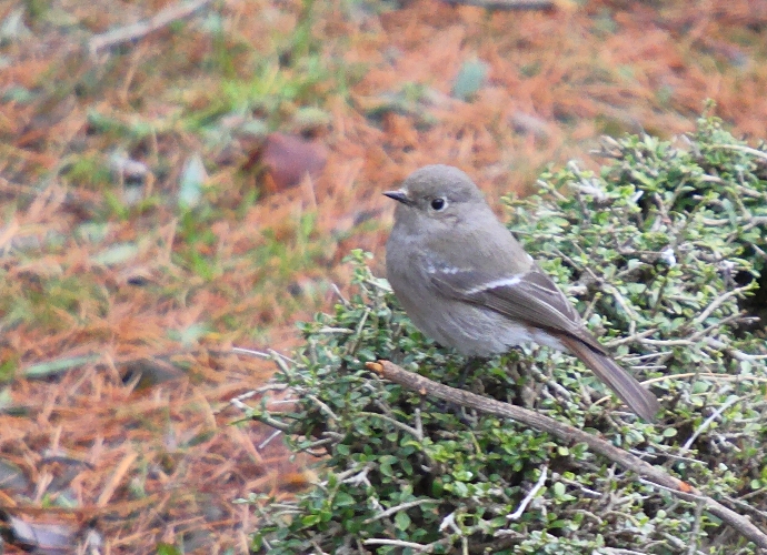 Blue-capped Redstart (female)