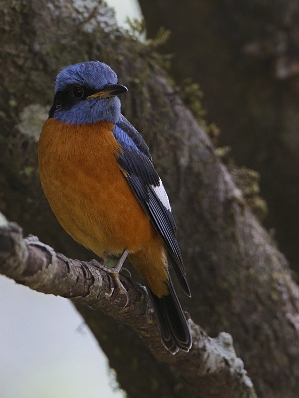 Blue-capped Rock Thrush