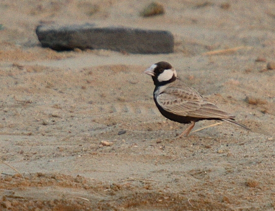 Black-crowned Sparrow Lark