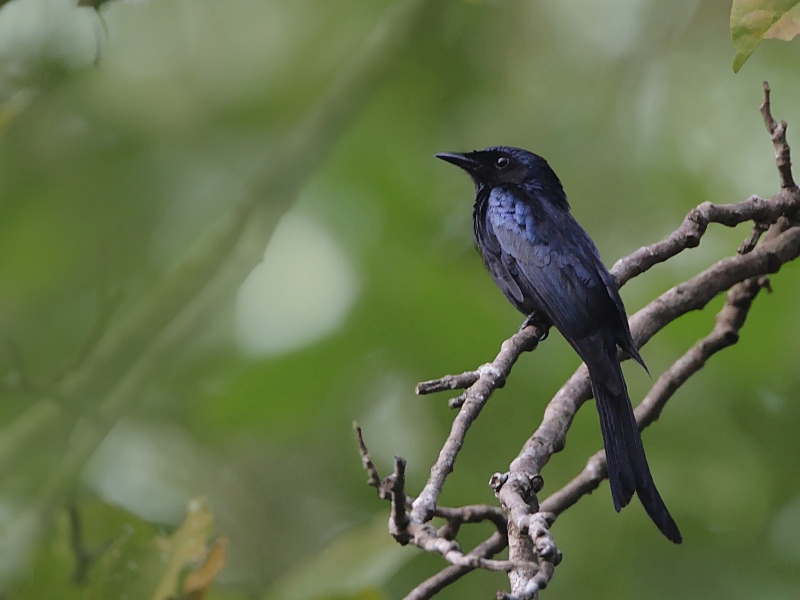 Bronzed Drongo