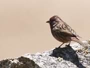 Carpodacus pulcherrimus