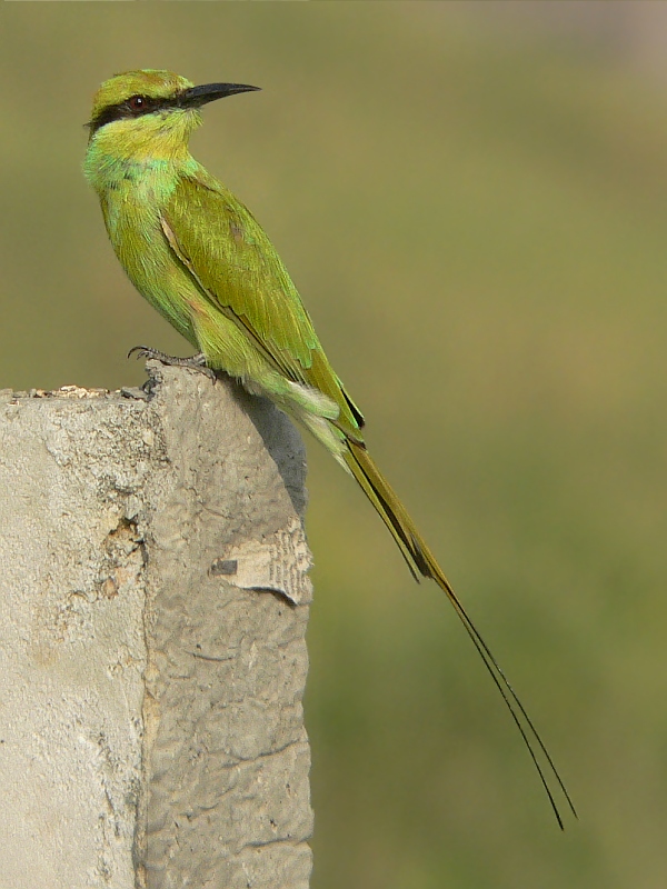 Green Bee-Eater