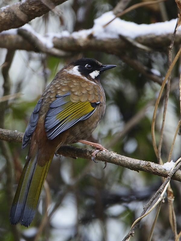 Black-faced Laughingthrush