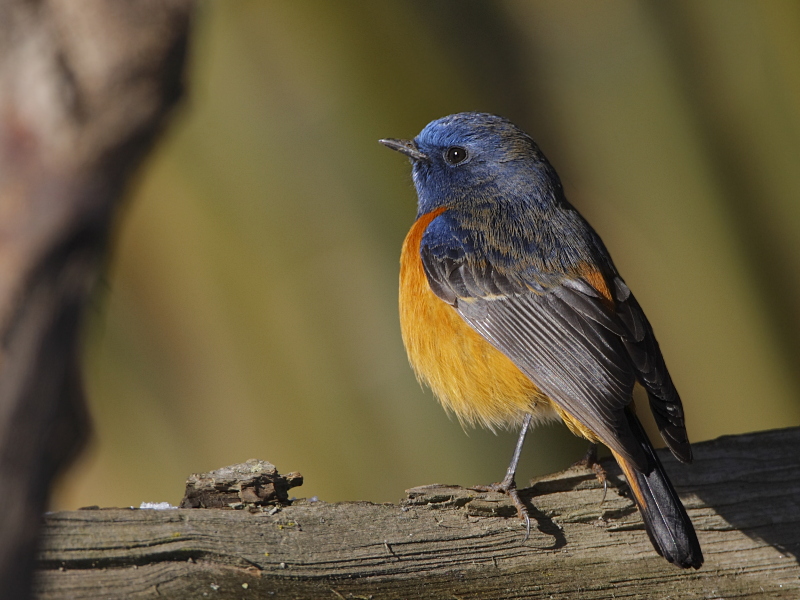 Blue-fronted Redstart