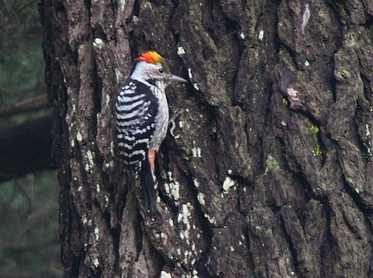 Brown-fronted Woodpecker