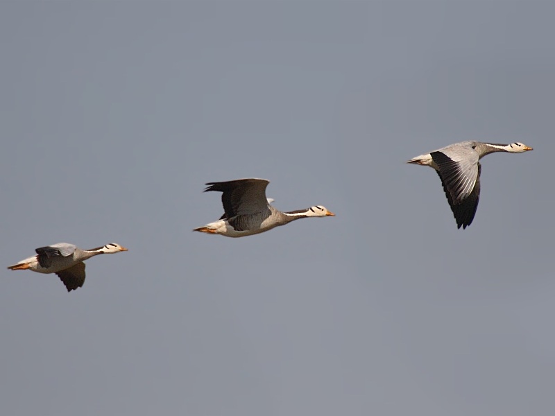 Bar-headed Goose