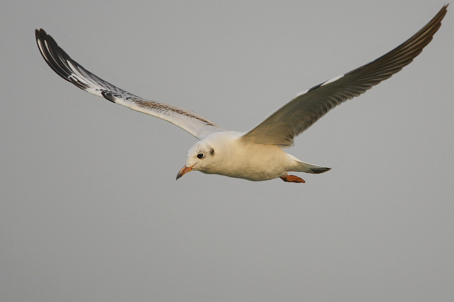 Black-headed Gull