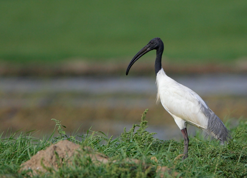 Black-headed Ibis