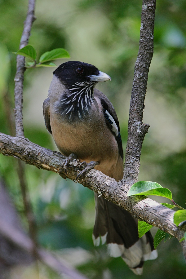 Black-headed Jay