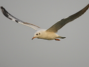 Larus ridibundus