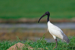 Threskiornis melanocephalus