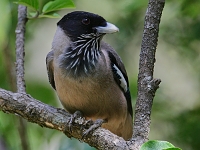 Garrulus lanceolatus