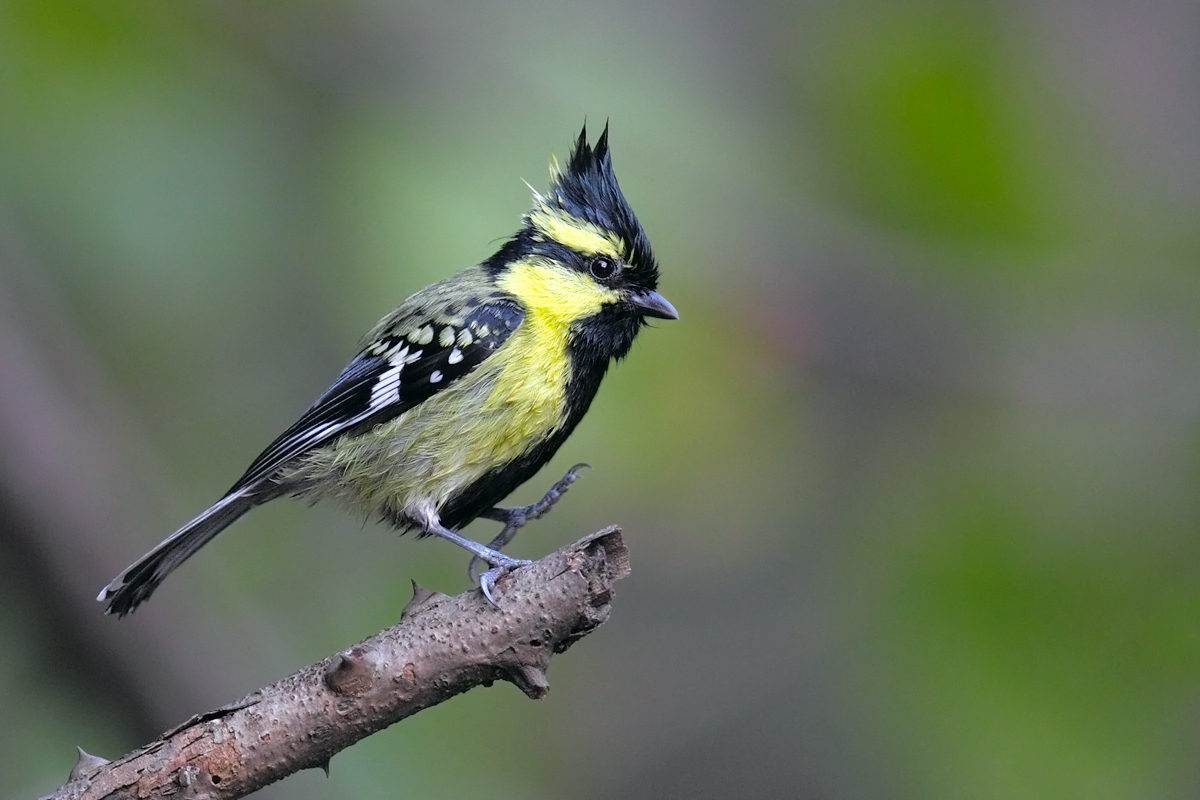 Parus xanthogenys