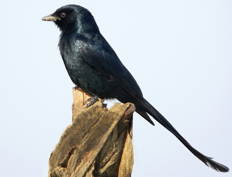 Black Drongo