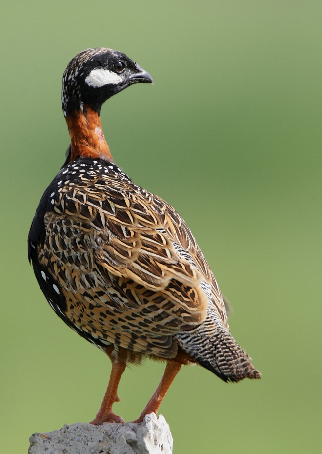 Black Francolin