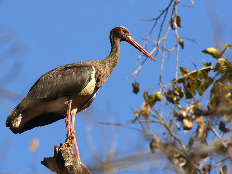 Black Stork