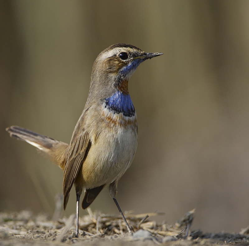 Bluethroat