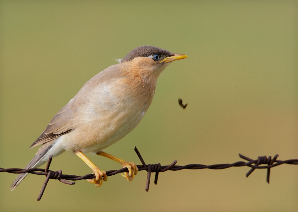 Brahminy Myna