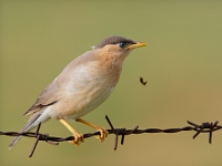 Sturnus pagodarum