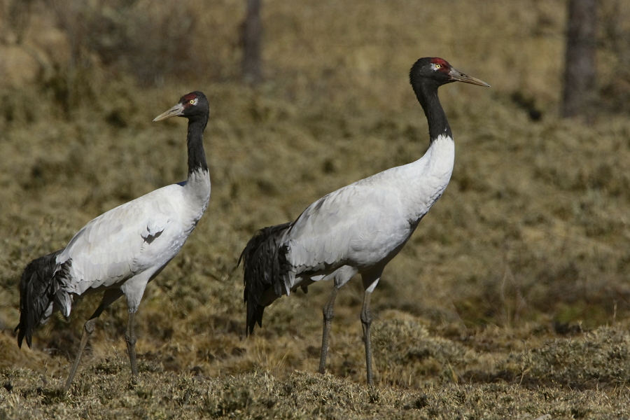 Grus nigricollis