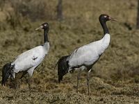 Grus nigricollis