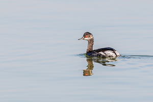 Podiceps nigricollis