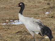 Grus nigricollis