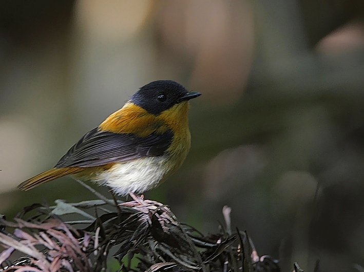 Black and Orange Flycatcher