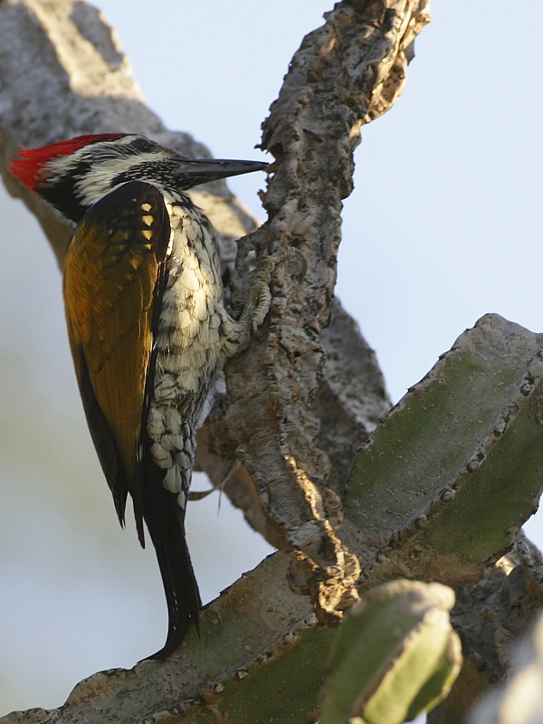 Black-rumped Flameback