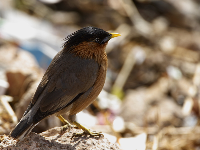 Brahminy Starling