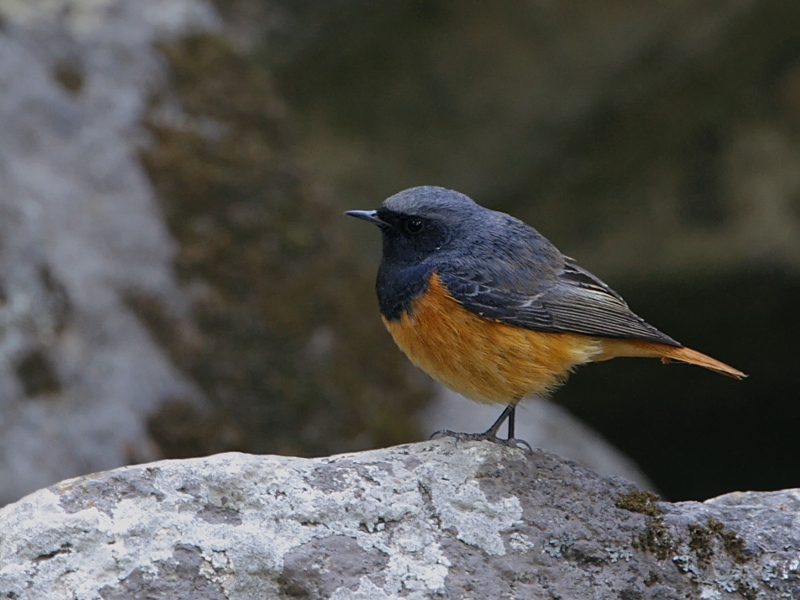 Black Redstart