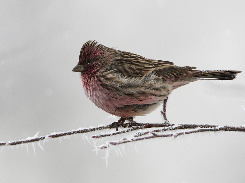 Beautiful Rosefinch