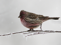 Carpodacus pulcherrimus