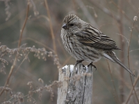 Carpodacus pulcherrimus