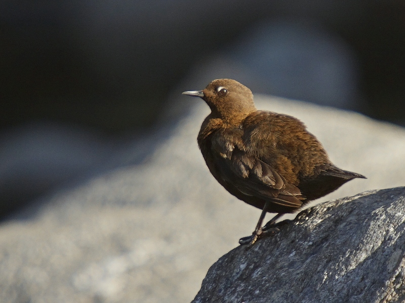 Brown Dipper