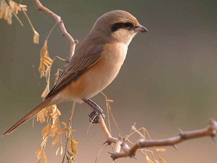 Brown Shrike