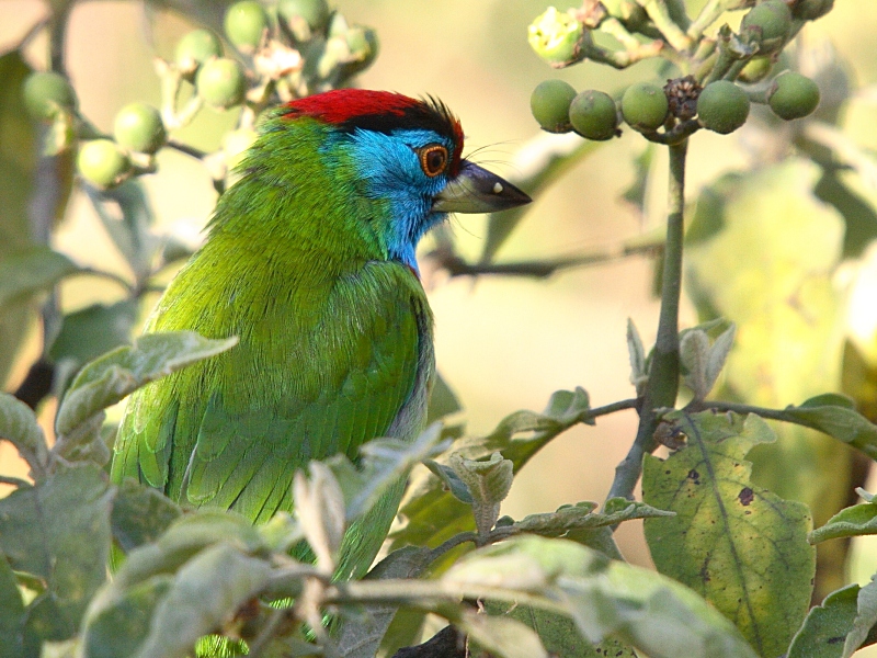 Blue-throated Barbet