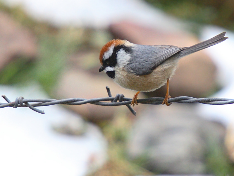 Black-throated Tit