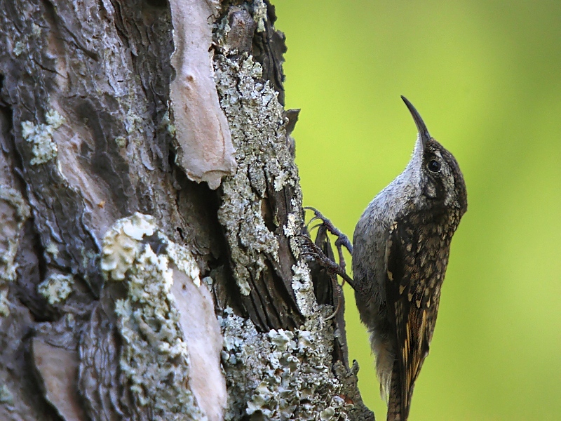 Bar-tailed Treecreeper