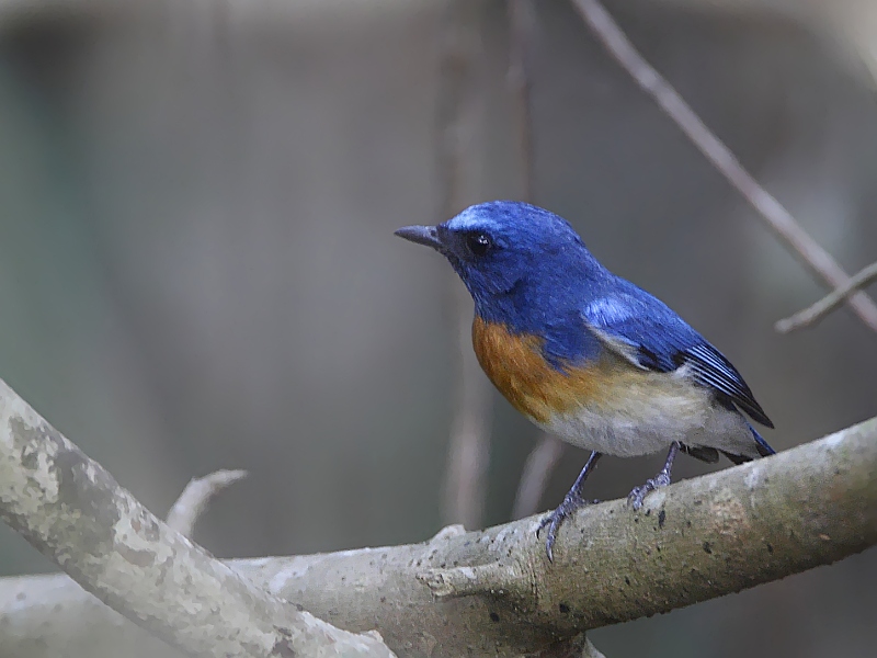 Blue-throated Flycatcher