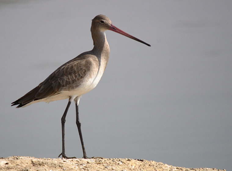 Black-tailed Godwit