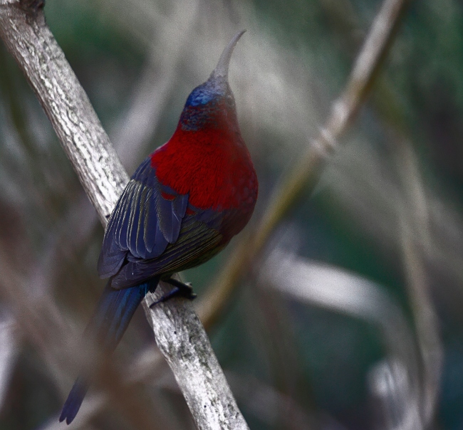 Aethopyga saturata