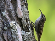 Certhia himalayana