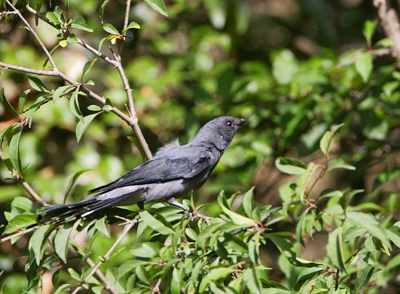 Black-winged Cuckoo-shrike