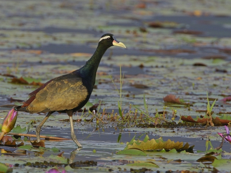 Bronze-winged Jacana