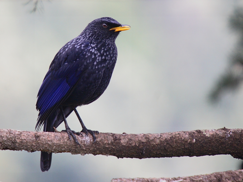 Blue Whistling Thrush