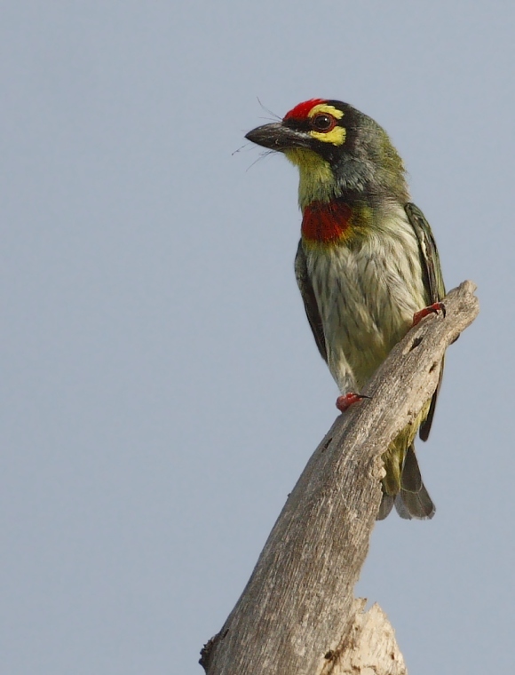 Coppersmith Barbet