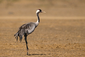 Common Crane