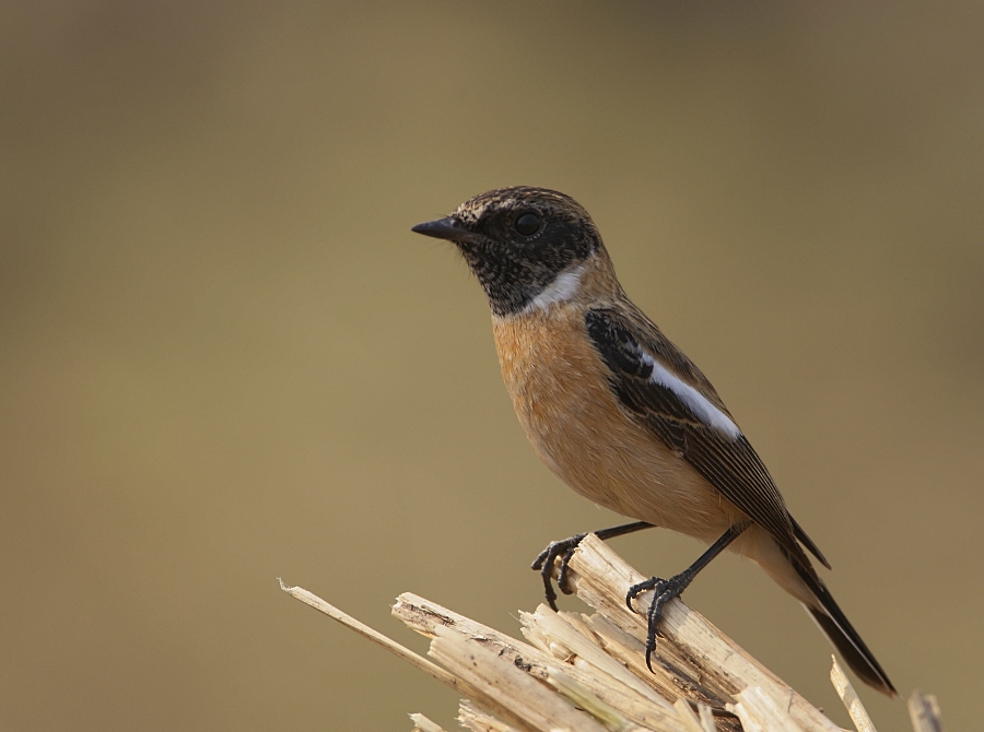 Common Stonechat