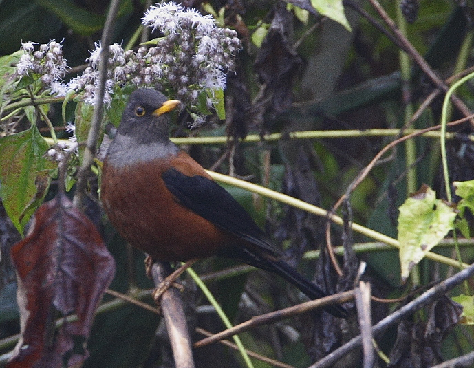 Chestnut Thrush